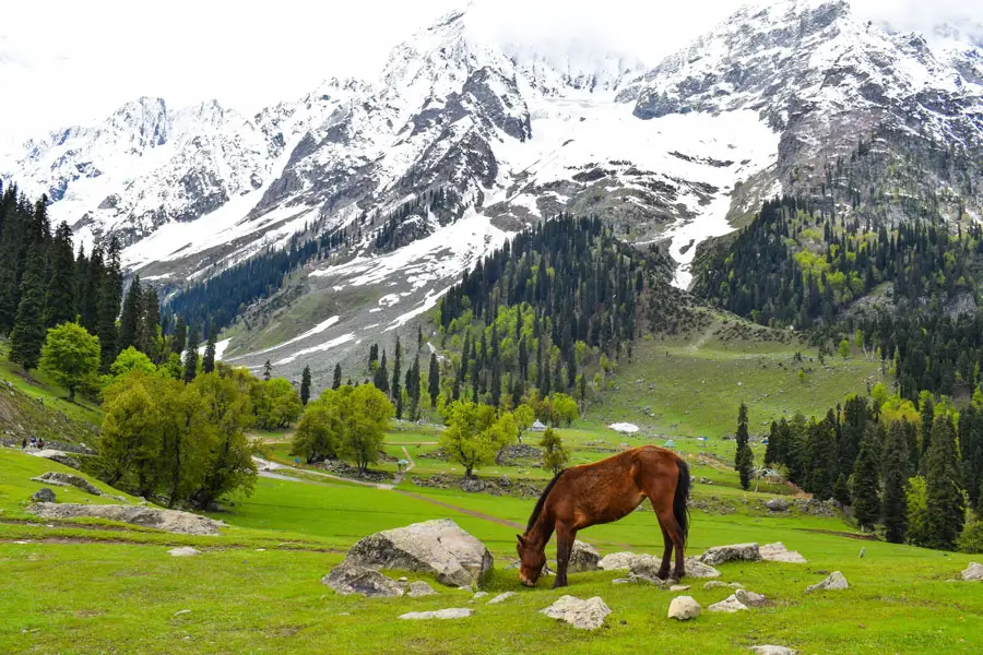 North India Tours