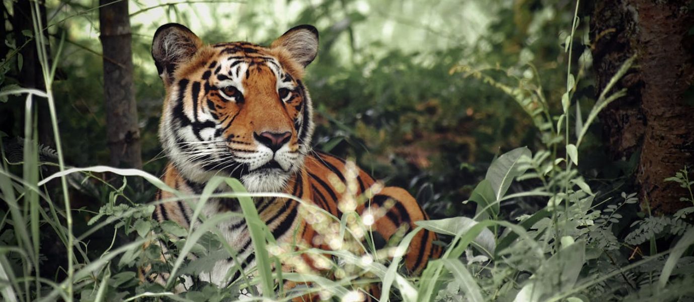 Indian Wildlife Tour - 14 Days - India Tour Guide & Driver